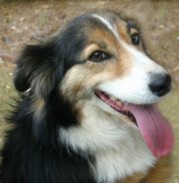 Collie bathed by Aussie Pooch Mobile hydrobath dog wash