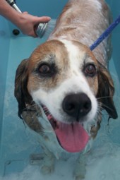 Aussie Pooch Mobile dog wash in a hydrobath