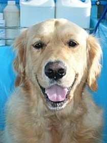 Aussie Pooch Mobile provides a dog wash and grooming service to your door.