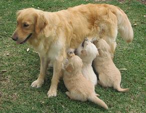 Roxy with her puppies thanks to the RSPCA and Aussie Pooch Mobile.