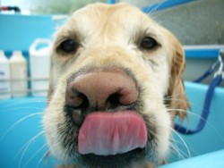Mmm I wish I could have chocolate, but its just not good for dogs!