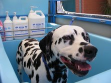 Aussie Pooch Mobile dog wash for all breeds including Dalmations