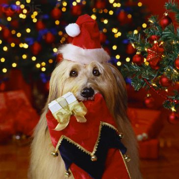 Keeping your dog safe over the holidays !!