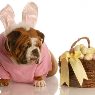 Chomping on chocolate can be fatal for your dog