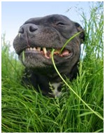 Why Do Dogs Eat Grass