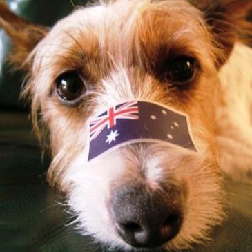 Australia Day with you Pooch!