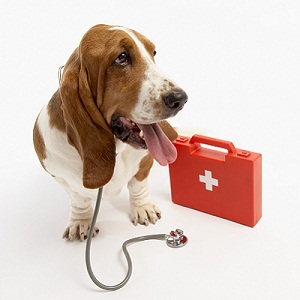 First Aid for dogs!