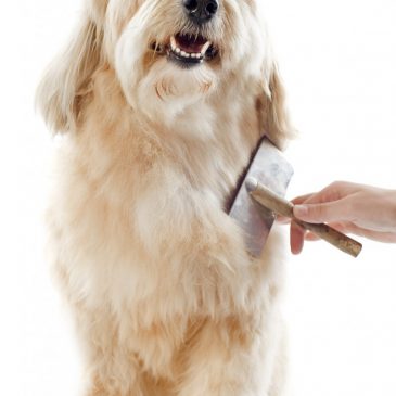 Good dog grooming