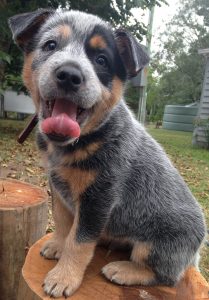 Cattle Dog pup