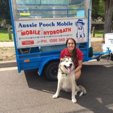 Pooch Pampering deluxe services for Cranbourne dogs