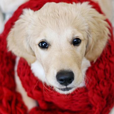 Keeping your dogs warm this winter!