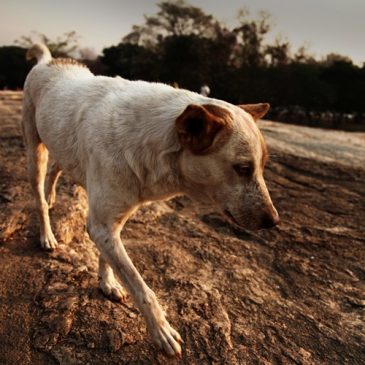 Pet Obesity Prevention: Helpful Tips