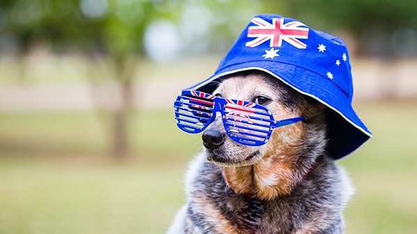 Spoil Your Dog This Australia Day