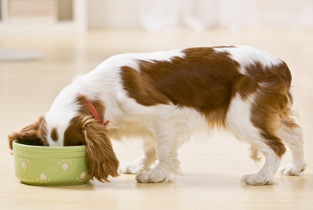 How Often Should I Feed My Dog?