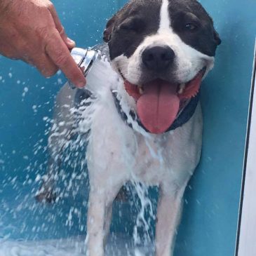 Pooch pampering services for Maitland dogs
