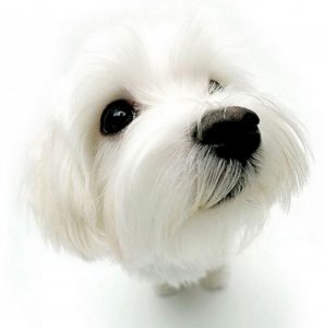 aromacare doggy facial additional services aussie pooch mobile dog wash and grooming