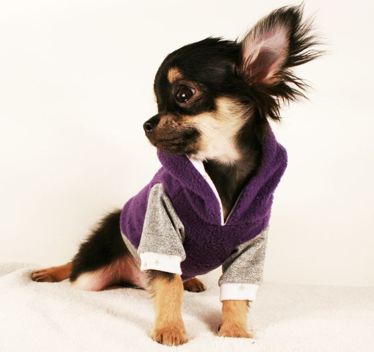 how-to-keep-your-dog-warm-in-winter-aussie-pooch-mobile