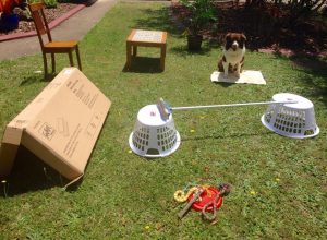 How to Make a DIY Dog Obstacle Course at Home, Hill's Pet