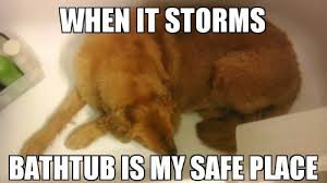 Storms and Dogs