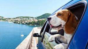 Travelling with Pets!!