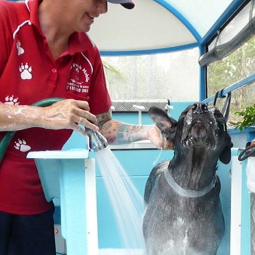 Your local dog wash groomers in Mt Ommaney