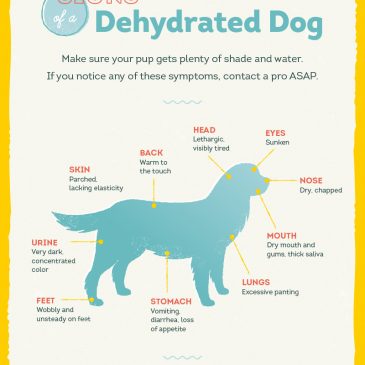 How to keep your dog hydrated this summer !!