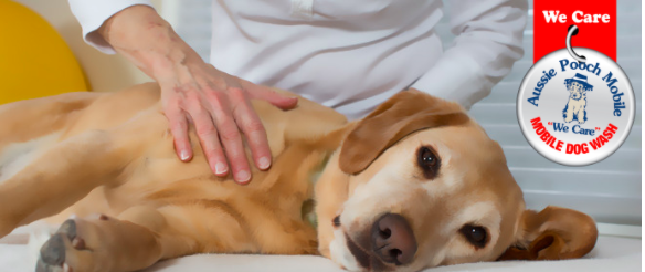 Winter Dog Massage- could it help your dog this winter?