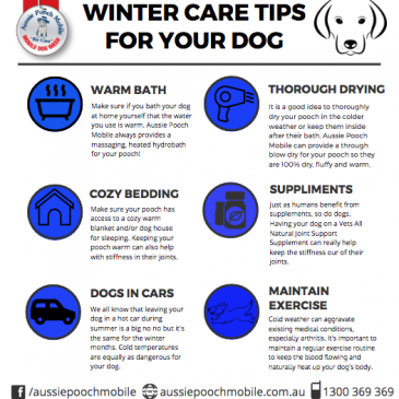 Winter Care Tips For Your Dog