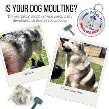 Dog Deshedding- Easy Shed Service