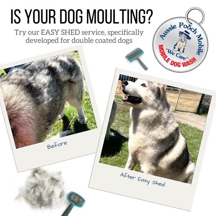 easy shed service deshedding dog aussie pooch mobile dog wash and grooming additional services