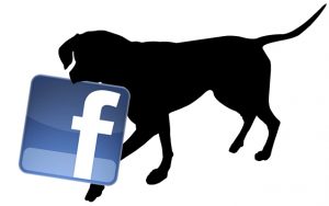 employment opportunities for over 55's facebook never retire job franchising mobile dog wash retire love what you do jobs with animals love dogs