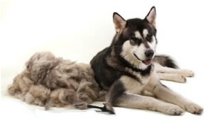 deshedding your dog