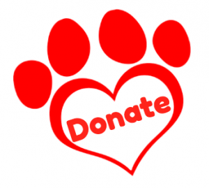 naming an assistance dog puppy aussie pooch mobile we care vareity empower donate