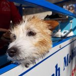 mpw aussie pooch mobile dog wash and grooming franchise franchising business