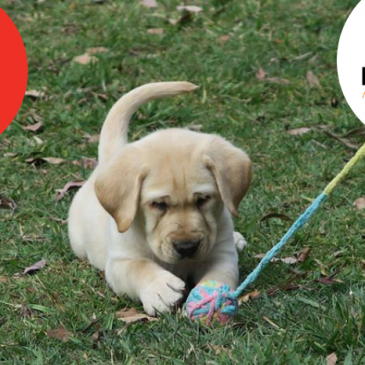 Name an Assistance Dog Puppy