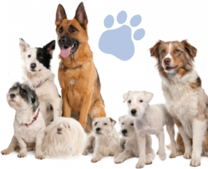 dog massage pooch individual additional services menu aussie pooch mobile pooch massage
