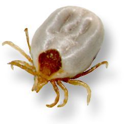 Removing a tick