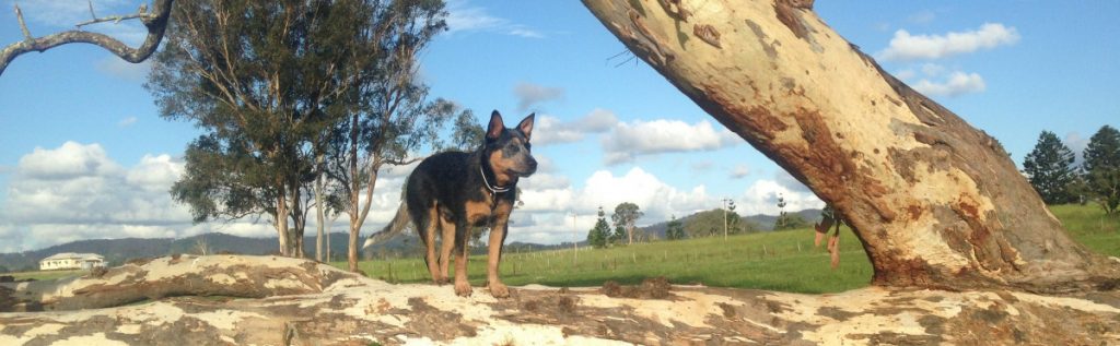 Working australian cattle dog