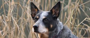 Australian Cattle Dog