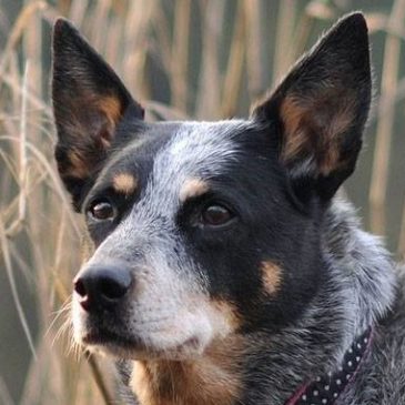 Know Your Breed; Australian Cattle Dog