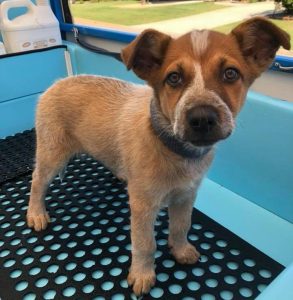 red cattle dog pup bath