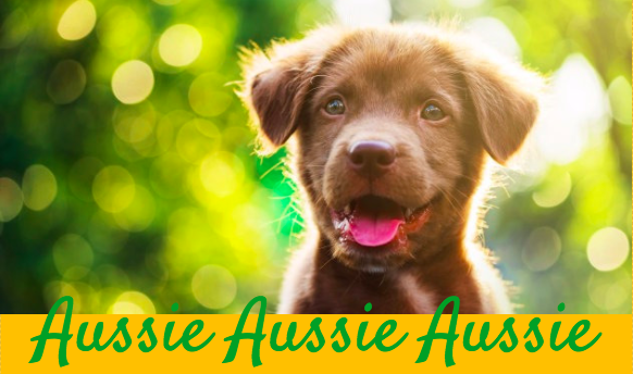 Dog Friendly Australia Day Ideas & Safety Tips