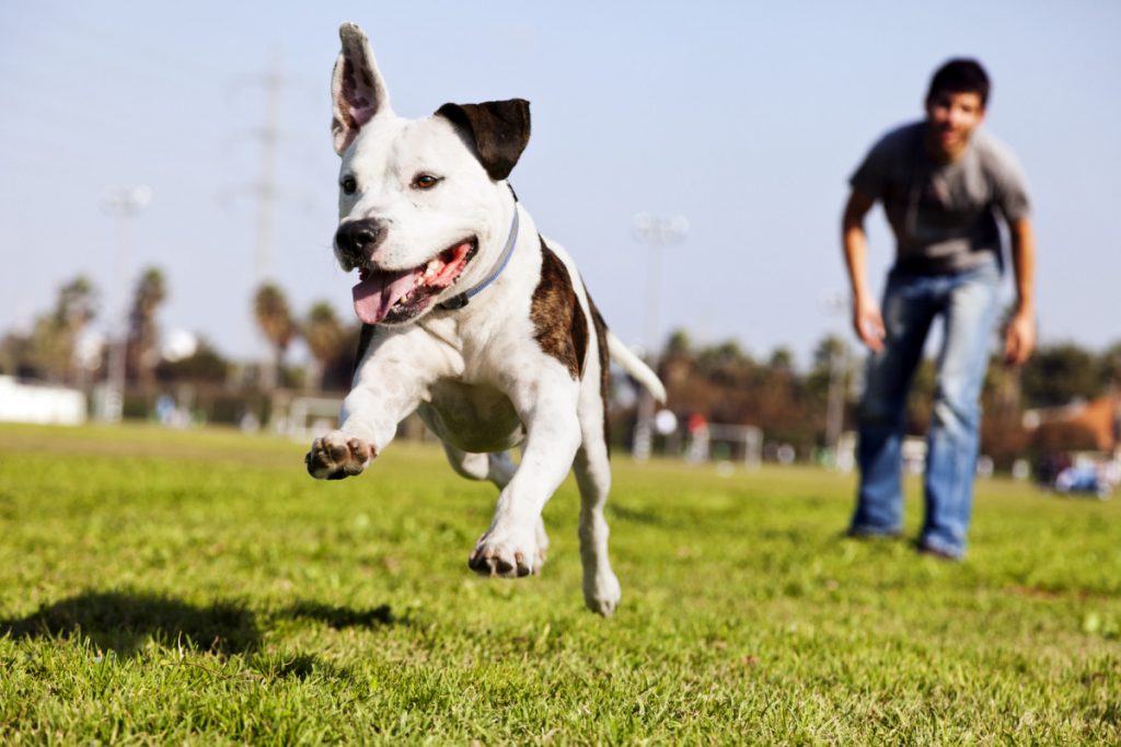 exercising your dog fitness aussie pooch mobile dog wash and grooming we care pet care