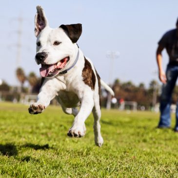 Exercising your family dog leads to better physical and mental health