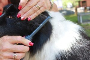 brushing grooming and trimming additional services aussie pooch mobile dog wash we care pet care