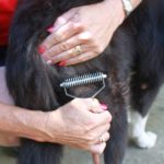 brushing grooming and trimming additional services aussie pooch mobile dog wash we care pet care