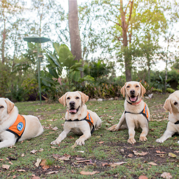 Discount for all Service Dogs Australia wide – we care