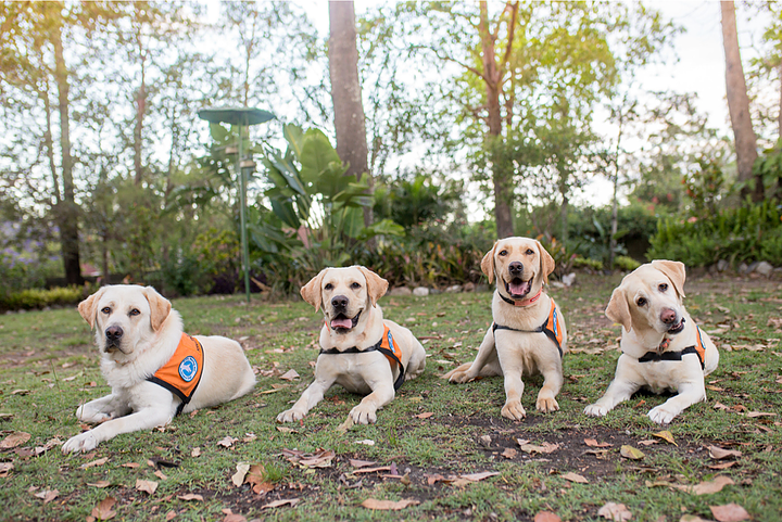 assistance service dogs discount aussie pooch mobile dog wash and grooming