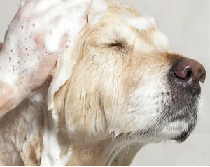 Pooch Massage