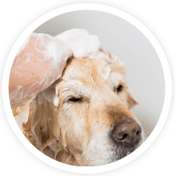 aromacare pooch massage additional services aussie pooch mobile dog wash and grooming we care pet care